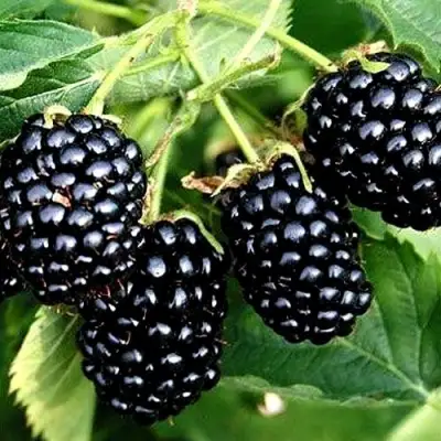 Ежевика ПРАЙМ АРК ТРЕВЕЛЕР ремонтантная  в Жодино