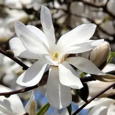 Магнолия ЛЕБНЕРА МЕРРИЛЛ в Жодино