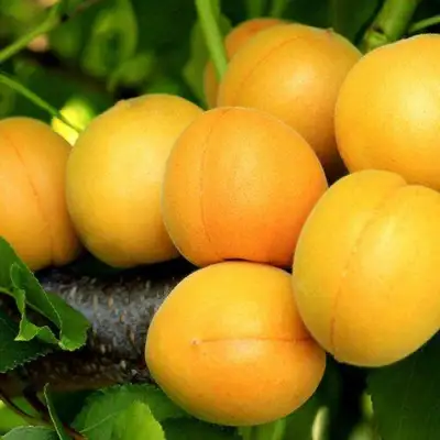 Абрикос ЦАРСКИЙ в Жодино