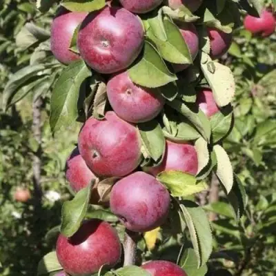 Яблоня ЕСЕНИЯ колонновидная в Жодино