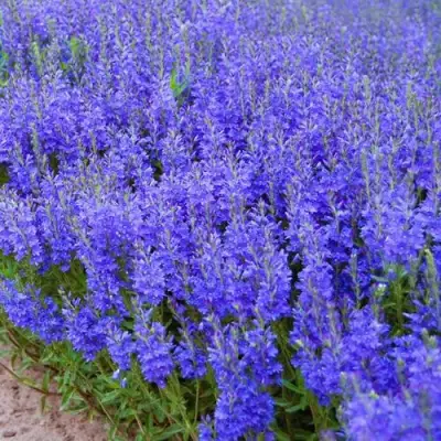 Вероника австрийская в Жодино