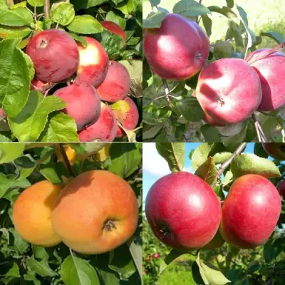 Комплект ЯБЛОНЕВЫЙ КВАРТЕТ в Жодино