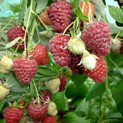 Малина ЖАР-ПТИЦА в Жодино