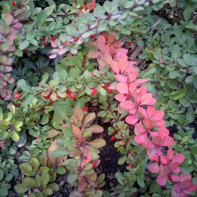 Барбарис ГРИН КАРПЕТ тунберга в Жодино