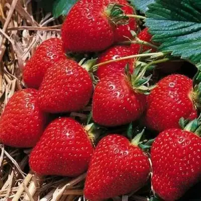 Клубника КИМБЕРЛИ в Жодино