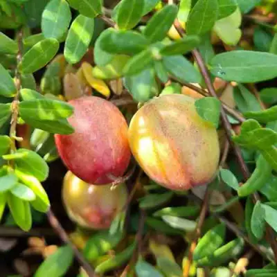 Клюква СТАНКОВИЧ в Жодино