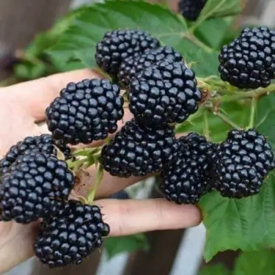 Ежевика ДЖАМБО бесшипная  в Жодино