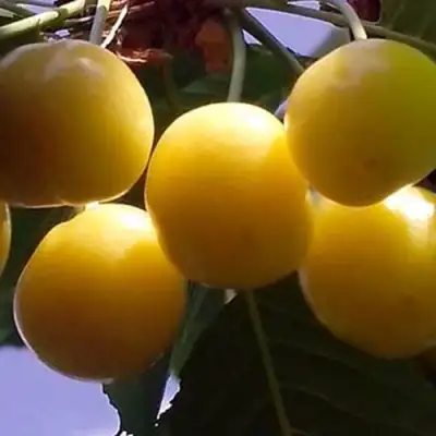 Черешня ЧЕРМАШНАЯ в Жодино