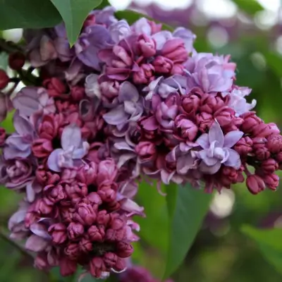 Сирень П.П.КОНЧАЛОВСКИЙ в Жодино