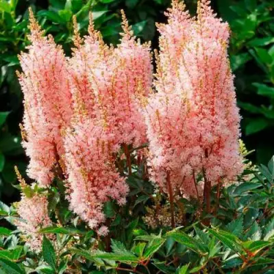 Астильба ЛУК ЭТ МИ японская в Жодино