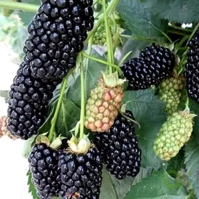 Ежевика ПРАЙМ АРК 45 ремонтантная   в Жодино