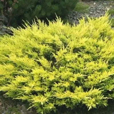 Можжевельник ЛАЙМ ГЛОУ горизонтальный  в Жодино