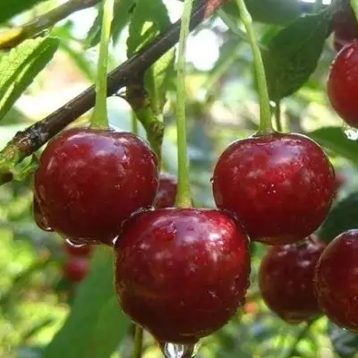 Вишня ВОЛОЧАЕВКА в Жодино