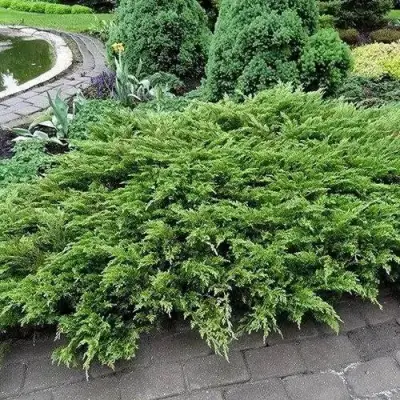 Можжевельник РОКЕРИ ДЖЕМ казацкий  в Жодино