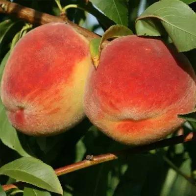 Персик МАРИЯ в Жодино