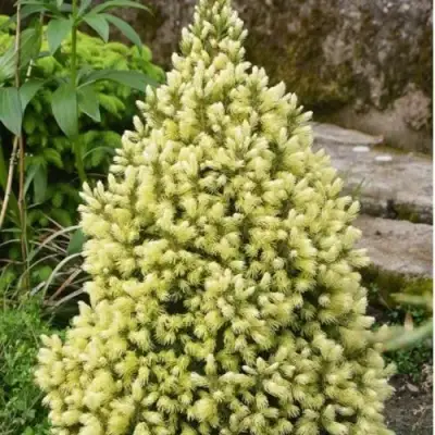 Ель МАЙГОЛД колючая в Жодино