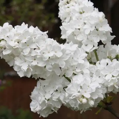 Сирень ФЛОРА в Жодино