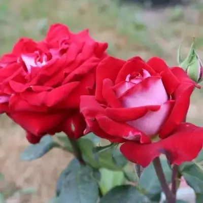 Роза АЛЬЯНС чайно-гибридная в Жодино