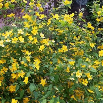 Керрия японская ГОЛДЕН ГИНЕЯ в Жодино