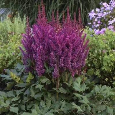 Астильба ВИЖНС китайская в Жодино