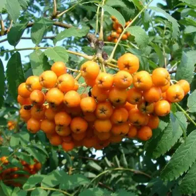 Рябина НЕВЕЖИНСКАЯ ЖЕЛТАЯ сладкоплодная в Жодино