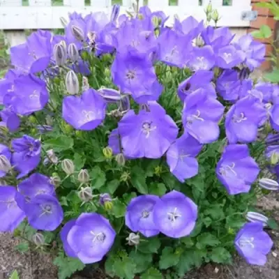 Колокольчик САНТА карпатский в Жодино