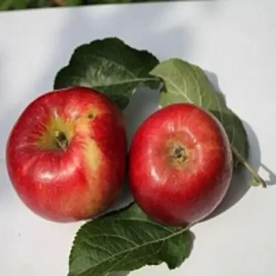 Яблоня РЕДФРИ в Жодино