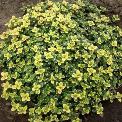 Тимьян ДОННА ВАЛЕЙ лимоннопахнущий в Жодино