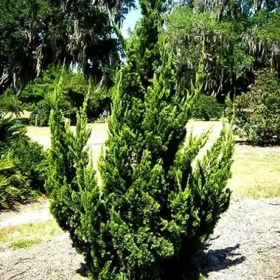 Можжевельник КАЙЗУКА китайский в Жодино