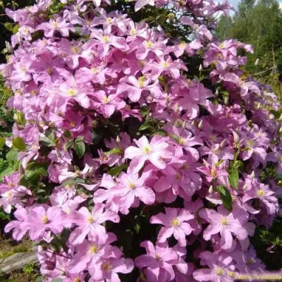 Клематис КОМТЕСС ДЕ БУШО в Жодино