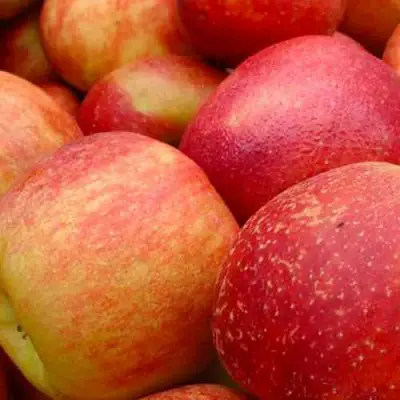 Яблоня ДЖОНАГОЛД в Жодино