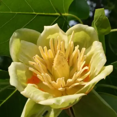 ЛИРИОДЕНДРОН тюльпанный в Жодино