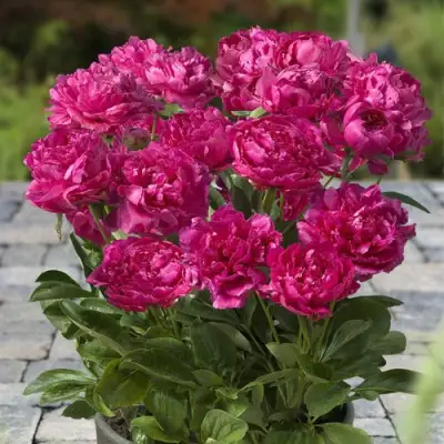 Пион ЛОНДОН травянистый в Жодино