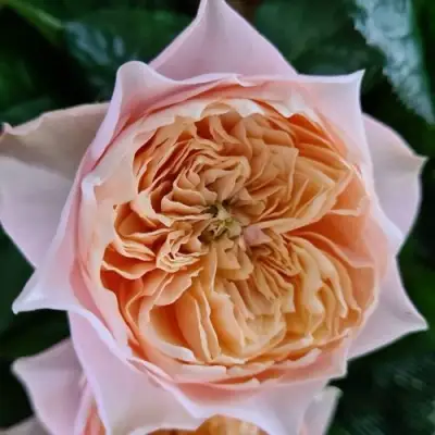 саженцы розы Вувузела Романтик