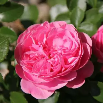 саженцы розы Леонардо да Винчи