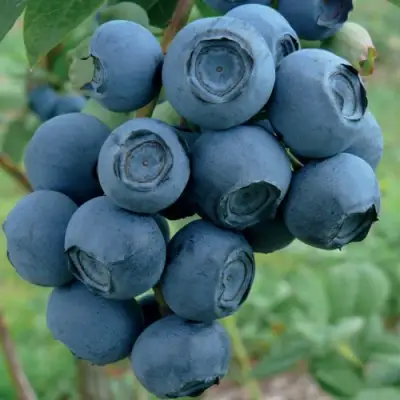 Голубика РУБЕЛ в Жодино