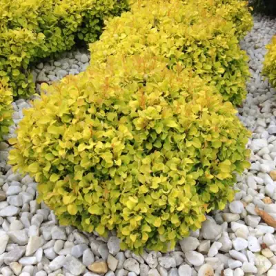 Барбарис БОНАНЗА ГОЛД тунберга в Жодино