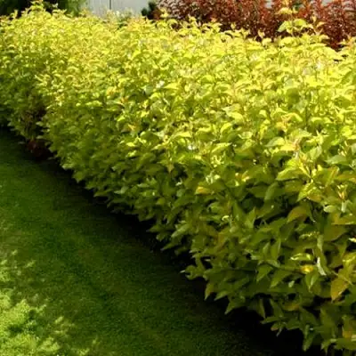 Комплект ДАРТС ГОЛД в Жодино