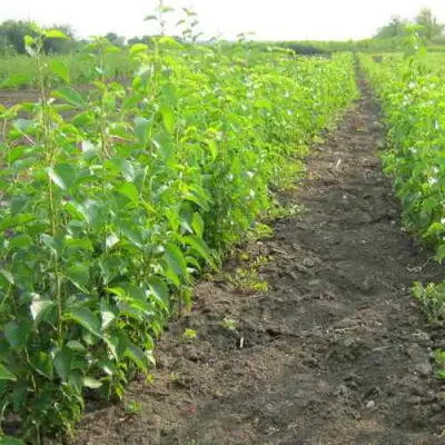 Подвой черешни ДИКАЯ ЧЕРЕШНЯ в Жодино