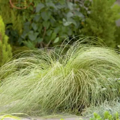 Осока ФРОСТЕД КЕРЛЗ в Жодино