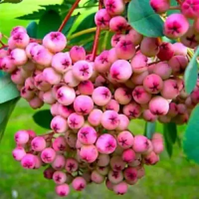 Рябина ПИНК сладкоплодная в Жодино