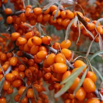 Облепиха ВОРОБЬЕВСКАЯ в Жодино