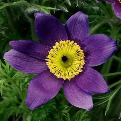 Прострел ПИНВИЛ БЛЮ ШЕЙДЕС в Жодино