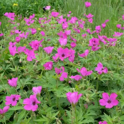 Герань РЕД АДМИРАЛ гибридная в Жодино