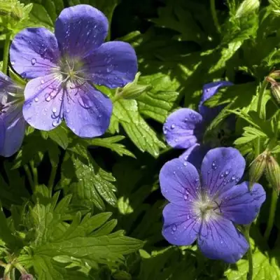 Герань БРУКСАЙД гибридная в Жодино