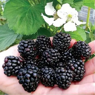 Ежевика РУБЕН ремонтантная  в Жодино