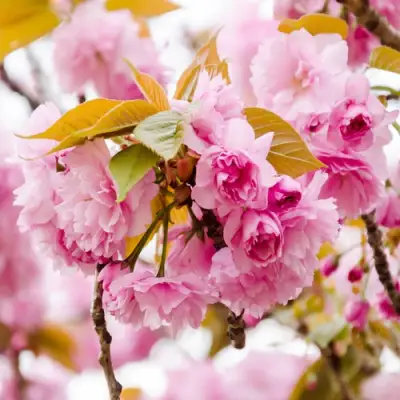 Сакура КАНЗАН в Жодино