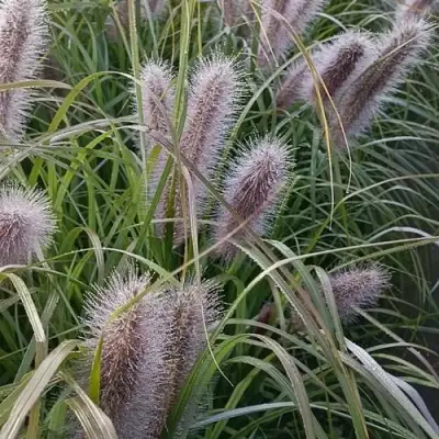 Пеннисетум БЛЭК БЬЮТИ в Жодино