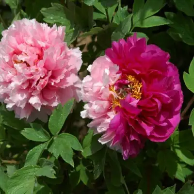 Пион ДВЕ СЕСТРЫ древовидный в Жодино