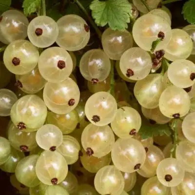 Смородина белая СМОЛЬЯНИНОВСКАЯ в Жодино